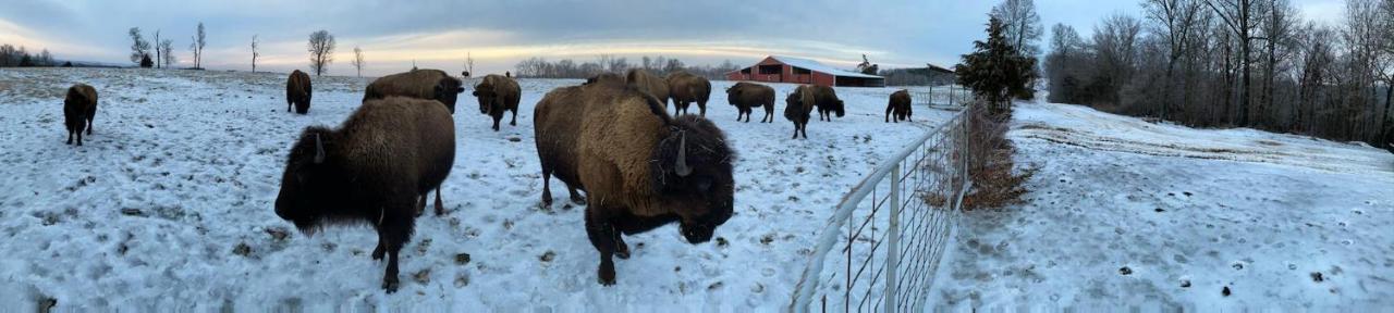 Amish Made Cedar Cabin With A Loft On A Buffalo Farm Close To The Buffalo River Marshall Экстерьер фото